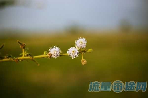 如何选择流量套餐推荐卡（怎样选择流量卡?）